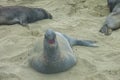 Northern Elephant Seal Mirounga angustirostris on beach in Big Sur along Rt 1 on the Pacific Ocean coast of Big Sur, Monterey Royalty Free Stock Photo