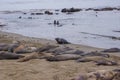 Northern Elephant Seal Mirounga angustirostris on beach in Big Sur along Rt 1 on the Pacific Ocean coast of Big Sur, Monterey Royalty Free Stock Photo