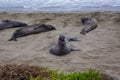 Northern Elephant Seal Mirounga angustirostris on beach in Big Sur along Rt 1 on the Pacific Ocean coast of Big Sur, Monterey Royalty Free Stock Photo