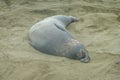 Northern Elephant Seal Mirounga angustirostris on beach in Big Sur along Rt 1 on the Pacific Ocean coast of Big Sur, Monterey Royalty Free Stock Photo
