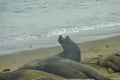 Northern Elephant Seal Mirounga angustirostris on beach in Big Sur along Rt 1 on the Pacific Ocean coast of Big Sur, Monterey Royalty Free Stock Photo