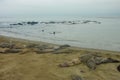 Northern Elephant Seal Mirounga angustirostris on beach in Big Sur along Rt 1 on the Pacific Ocean coast of Big Sur, Monterey Royalty Free Stock Photo