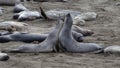 The northern elephant seal Mirounga angustirostris is one of two species of elephant seal