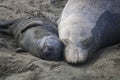 Northern Elephant Seal Mother and Pup Sleep with Faces Together Royalty Free Stock Photo