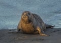 Northern elephant seal pup