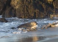 Northern elephant seal pup