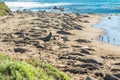 Northern elephant seals on the beach, mating and birthing season, California Coast Royalty Free Stock Photo