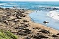 Northern elephant seals on the beach, Piedras Blancas, San Simeon, California