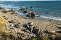 Northern elephant seals on the beach, mating and birthing season, California Coast