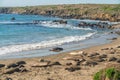 Northern elephant seals on the beach, Piedras Blancas, San Simeon, California