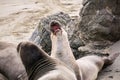 Northern elephant seals fighting during mating season on a beach near San Simeon, California Royalty Free Stock Photo
