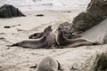 Northern elephant seals fighting during mating season on a beach near San Simeon, California Royalty Free Stock Photo