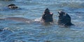 Northern Elephant Seals fighting in the Pacific at the Piedras Blancas Elephant seal rookery on the Central Coast of California Royalty Free Stock Photo