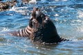 Northern Elephant Seals fighting in the Pacific at the Piedras Blancas Elephant seal rookery on the Central Coast of California