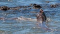 Northern Elephant Seals fighting in the Pacific at the Piedras Blancas Elephant seal rookery on the Central Coast of California