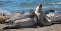 Northern Elephant Seals fighting in the Pacific at the Piedras Blancas Elephant seal rookery on the Central Coast of California