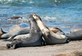 Northern Elephant Seals fighting in the Pacific at the Piedras Blancas Elephant seal rookery on the Central Coast of California