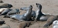 Northern Elephant Seals fighting at the Piedras Blancas Elephant seal colony on the Central Coast of California Royalty Free Stock Photo