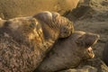 Northern Elephant Seals In Love