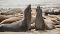 Northern Elephant Seals - Mirounga angustirostris, Adult Males, AÃÂ±o Nuevo State Park, California