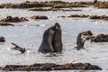 Northern elephant seals Mirounga angustirostris fighting during mating season in shallow water at low tide, Ano Nuevo State Park Royalty Free Stock Photo