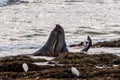 Northern elephant seals Mirounga angustirostris fighting during mating season in shallow water at low tide, Ano Nuevo State Park Royalty Free Stock Photo