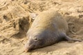 Northern Elephant Seals (Mirounga angustirostris)