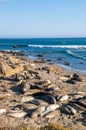 Northern Elephant Seals Mirounga Angustirostris Sunbathing On The California Coast