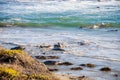 Northern elephant seals Mirounga angustirostris swimming in the Pacific Ocean on the California coast Royalty Free Stock Photo