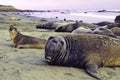 Northern Elephant Seals  31380 Royalty Free Stock Photo