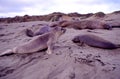 Northern Elephant Seals  31367 Royalty Free Stock Photo