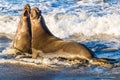 Northern Elephant Seals