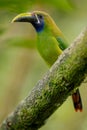 Northern Emerald Toucanet Royalty Free Stock Photo