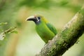 Northern Emerald Toucanet on branch