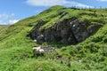 Sheep finding sheltered spot on Treak Cliff hill