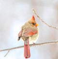 A Northern Female Cardinal on a Dogwood branch Royalty Free Stock Photo