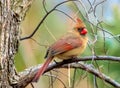 A Northern female Cardinal on a tree branch with a green background. Royalty Free Stock Photo