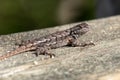 A northern fence lizard Sceloporus undulatus hyacinthinus basks in the sun in the pine barrens of New Jersey, USA Royalty Free Stock Photo