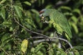 Northern Festive Amazon, Amazona festiva bodini