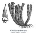 Northern firmoss. Vector hand drawn plant. Vintage medicinal plant sketch. Royalty Free Stock Photo