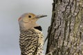 Northern Flicker