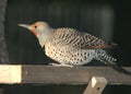 Northern Flicker