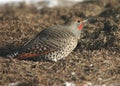 Northern Flicker