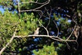 Northern Flicker