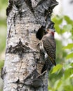 Northern Flicker Yellow-shafted Photo. Close-up view entering in its nest cavity entrance, in its environment and habitat