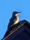 Northern flicker bird perched on roof blue sky background Royalty Free Stock Photo