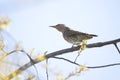 Northern Flicker Bird with Red Mark on Head Female Royalty Free Stock Photo