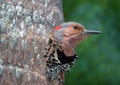 A Northern Flicker.