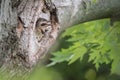 Northern Flicker Chick Screaming For Food