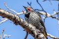 Northern Flicker closeup Royalty Free Stock Photo